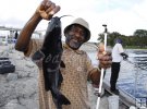 Freshwater catfish