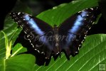 Butterfly-04
