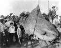 Mola-Mola (Ocean Sunfish)