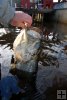 Lifting dead tarpon