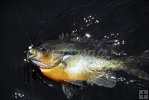 Longear sunfish in water