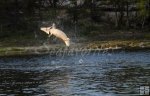 Jumping sturgeon