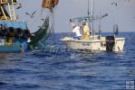 Spotting gamefish beneath shrimpboat