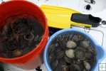 Buckets of scallops
