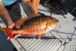 Mutton snapper just caught