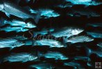 Striped bass schooling-2