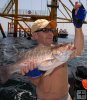 Gray snapper, Gulf platform