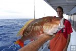 Mutton snapper