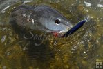 Redfish on Rapala-3