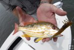 Juvenile lane snapper