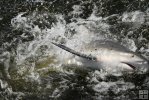 Fighting bull shark