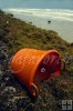 Miles of sargassum
