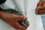 Sewing needle, googleye