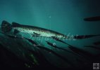 Needlenose gar underwater