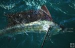 Tagging a sailfish