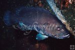 Warsaw grouper