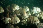 Spadefish school underwater