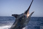 Blue marlin too close!