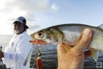 Ladyfish in the bay
