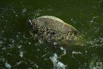 Southern flounder at boatside