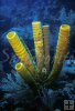Big soft sponge, Belize
