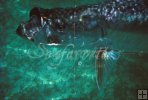 Tarpon Tarpon