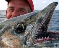 Major kingfish teeth