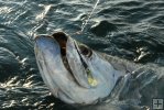 Tarpon and circle hook