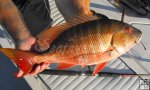 Mutton Snapper at sunrise