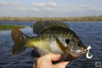 Fat bluegill in Florida