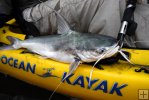 Gafftop on kayak, before release