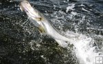 Another snook jump