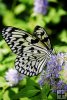 Butterfly-12