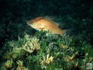 Hogfish Gulf of Mexico