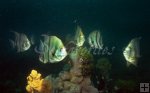 Juvenile spadefish