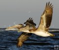 Pelicans