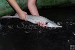 Sterlet in water tank