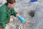 Excavating turtle nest