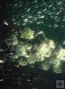 Juvenile spadefish