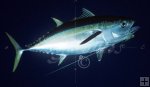 Tuna Tuna