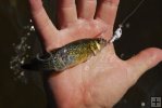 Killifish and jig