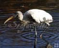 Wood stork
