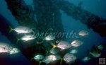 Horseye jacks in oil rig