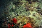 Gulf Flounder underwater-2
