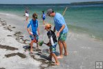 Family dipping blue crabs