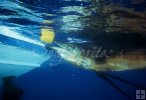 Sailfish underwater