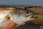 Seatrout and jetty rocks