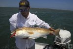 Bull redfish on topwater plug