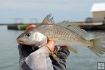 Croaker in hand Croaker in hand
