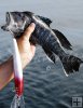 Male sea bass, big trolling plug